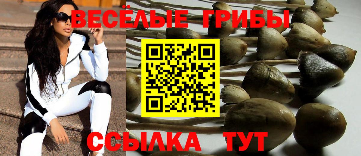 Псилоцибиновые грибы прущие грибы Дербент